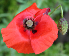 Klatschmohn-2.jpg